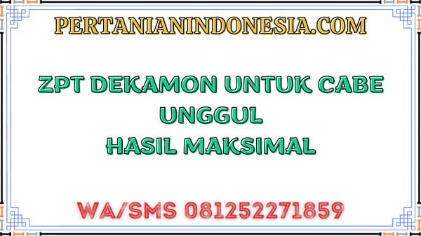 ZPT Dekamon Untuk Cabe Unggul Hasil Maksimal